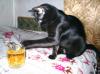Файл=Котопивасия-2.JPG
Объём=129KB
Размеры=1444x1078
Дата=Апр 19, 2005 Котопивасия-2.JPG